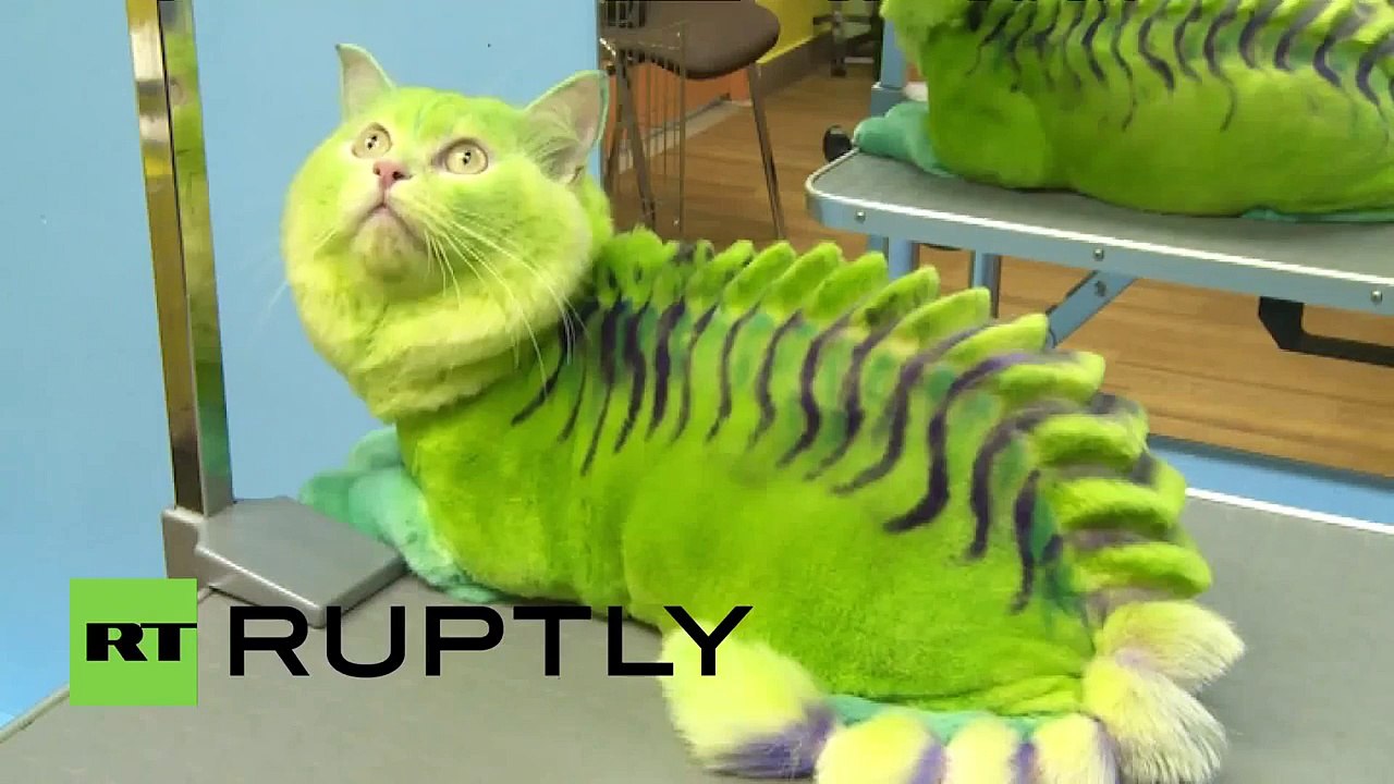 Chat Dragon Vert Russie