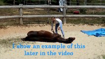 How to teach your horse to lay on his side ~ 3 methods! Tutorial!
