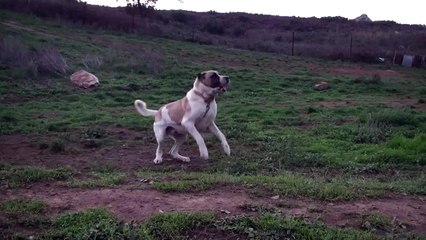 İri Malaklı Büyük ALA Giant Malaklı