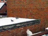 Jasper the cat tries to catch a pigeon!!!