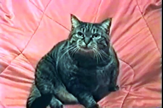 AFV Cat snorts