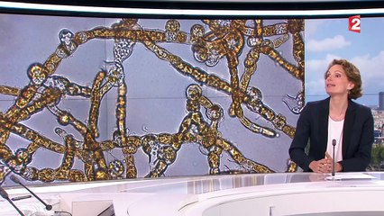 Les algues sont aussi bonnes pour la santé