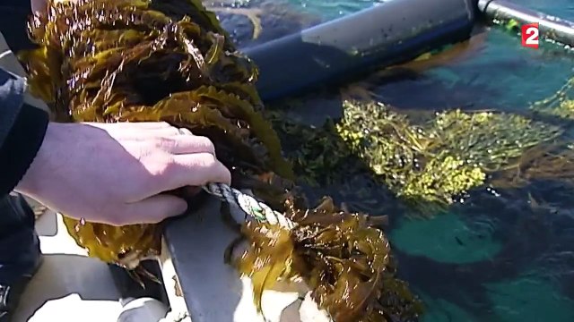 Les algues arrivent dans nos assiettes