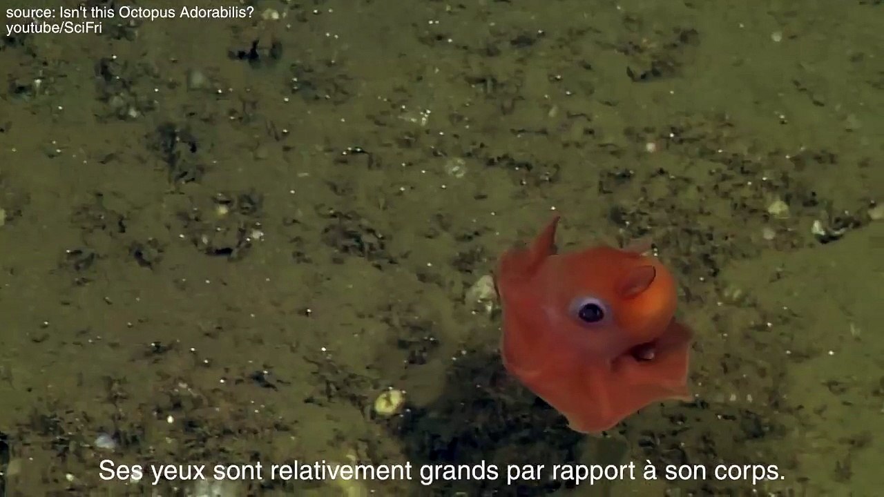 "Adorabilis", une mini-pieuvre très mignonne
