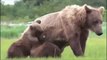 Grizzly Bears Fighting Wolves In The Wild - Full Documentary - Wildlife Animals