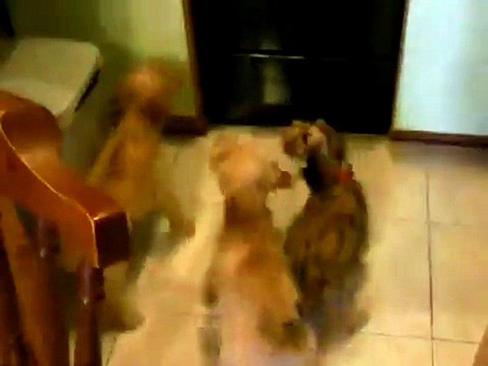 Cani abbaiano al vetro del forno - Dogs barking at the glass oven