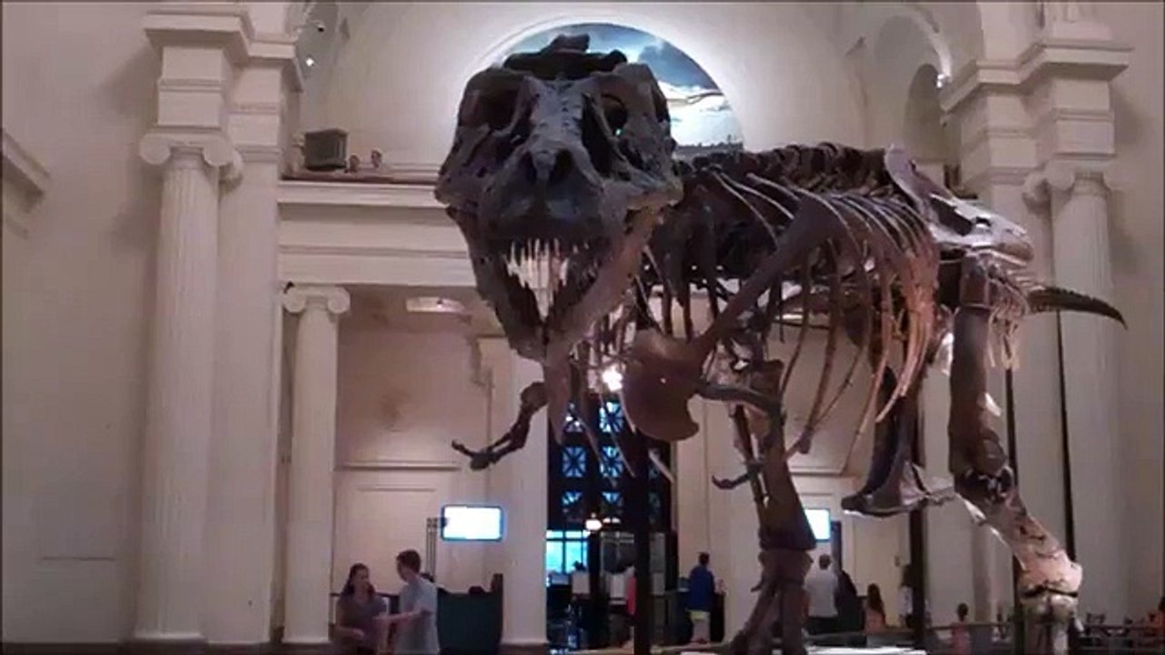 Dinosaur fossil "Sue" at Chicago's Field Museum