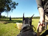 Schutzhund puppy protection training (doberman)