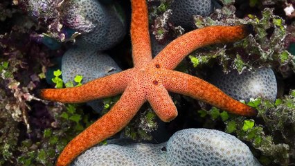 What's Turning Starfish into 'Piles of Goo'?