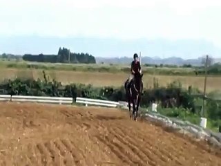 Retraining the Standardbred horse