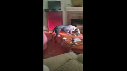 When your dog is ashamed and go off the room...