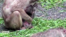 Baby monkey newborn frightened mom angry.