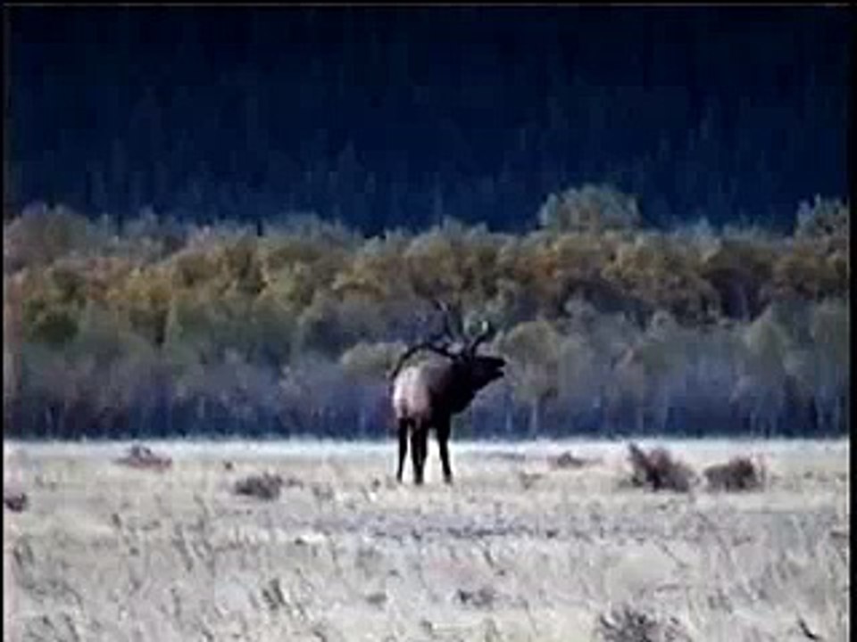 Large Bull Elk - Waterton Lakes National Park