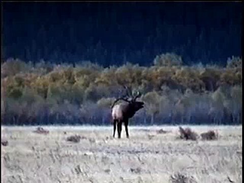 Large Bull Elk - Waterton Lakes National Park