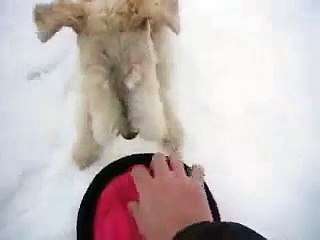 Maggie, snow and a frisbee. Wire Haired Fox Terrier.