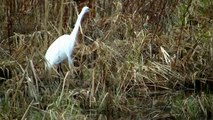 MUST WATCH Beautiful Outdoors Nature Spring Minnesota ! BIRDS OUTDOORS,