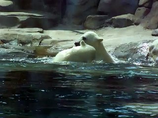 polar bear cubs at toledo zoo