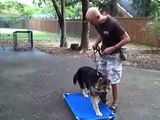 Simba - German Shepherd training | Redeeming Dogs | Tod McVicker - Colleyville dog training
