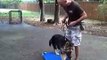 Simba - German Shepherd training | Redeeming Dogs | Tod McVicker - Colleyville dog training