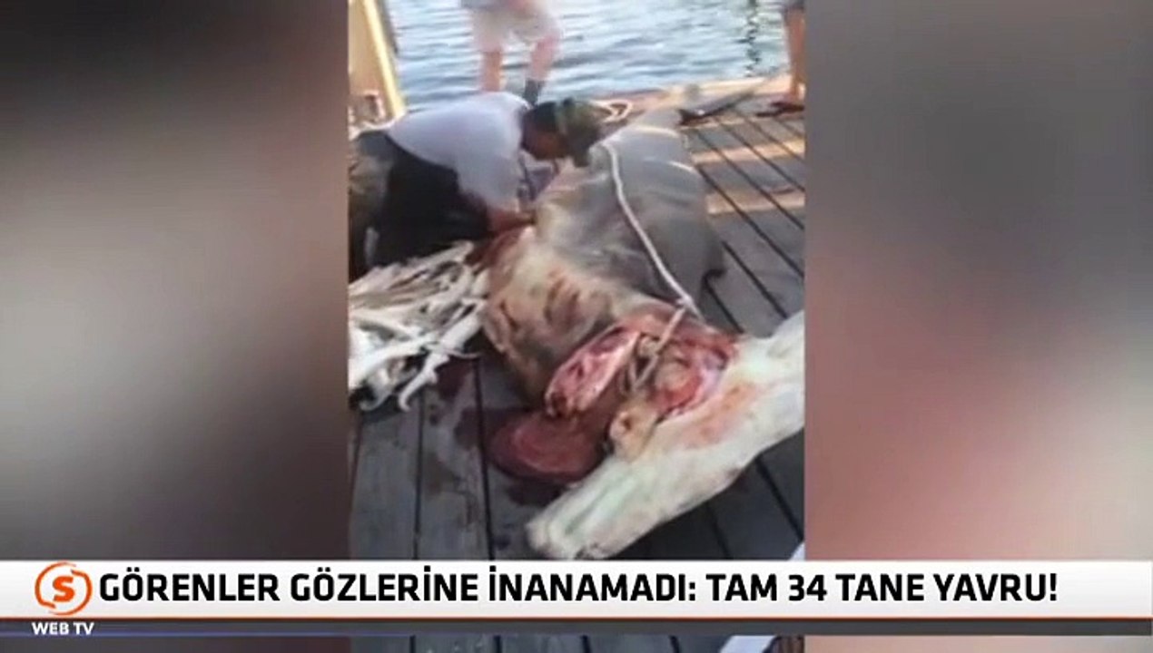 Ölü balığın karnından tam 34 tane çıktı!