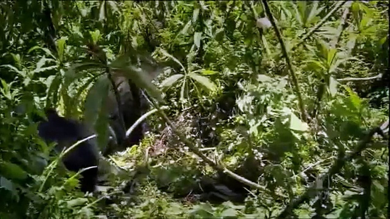 Titus-The Gorilla King 1