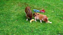 Cute micro pigs EAT THEIR FIRST MELON | HAM & BACON MINI PIGS