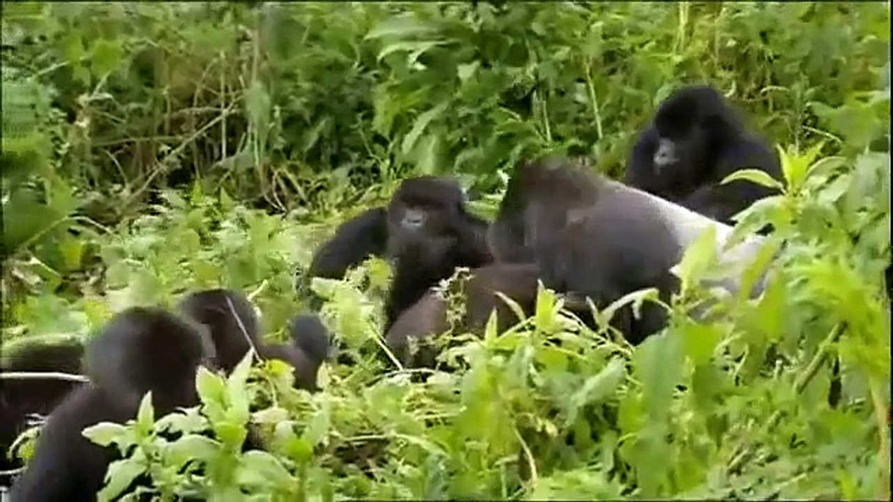 Titus-The Gorilla King 2