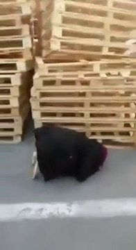 Truck driver pranks two migrants You're in England ... WRONG!!