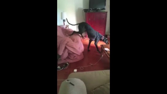 Ce grand chien honteux fuit sa maîtresse par la trappe....