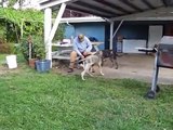 Irish Wolf Hound Pups meet French Brittany Spaniel