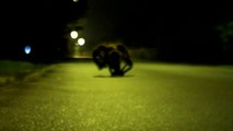 Spider dog pranks - meet the giant mutant!