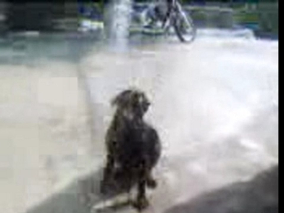 Boss et le jet d'eau - 5 m et 17 j