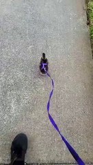 Un homme promène un caneton orphelin en laisse