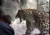 Leopard Leaps at Unwitting Toddler
