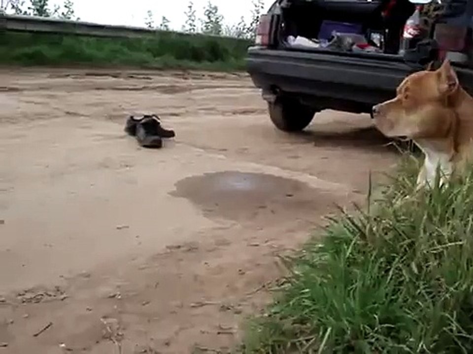 pitbull attak (warning graphic)