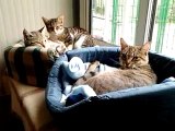 gattile di Legnano (MI) tanti gatti gattini e gattoni in cerca di casa