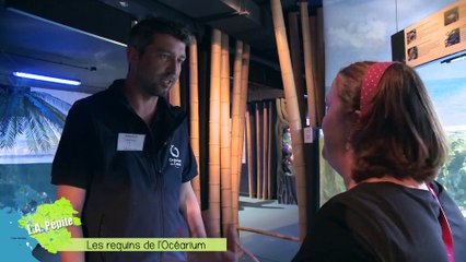 L.A Pépite - Les requins de l'Océarium du Croisic