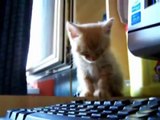 Álmos kiscica :) (sleepy kitten)