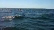 Delfine - Jervis Bay (Australien, NSW)