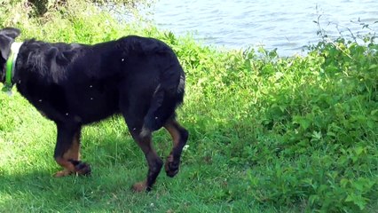 Jouvence 9 mois Beauceronne Arlequine