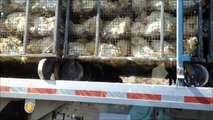 Chickens being transported to slaughter