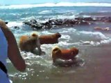 Shiba and Akita at Fort Funston Beach