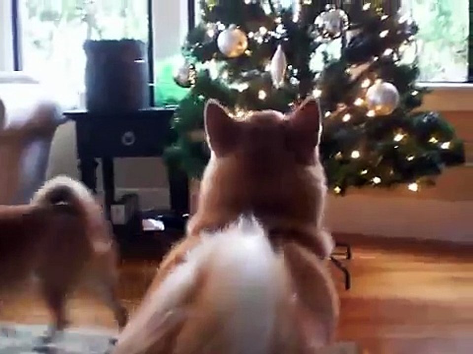 Shiba Howling Cry