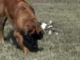 Adorable Shih Tzu puppies playing with giant Leonberger dogs!!