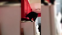 Funny Cat Antics | Hiding in the Cabinet