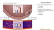 Respiratory System - Gas Exchange External Respiration