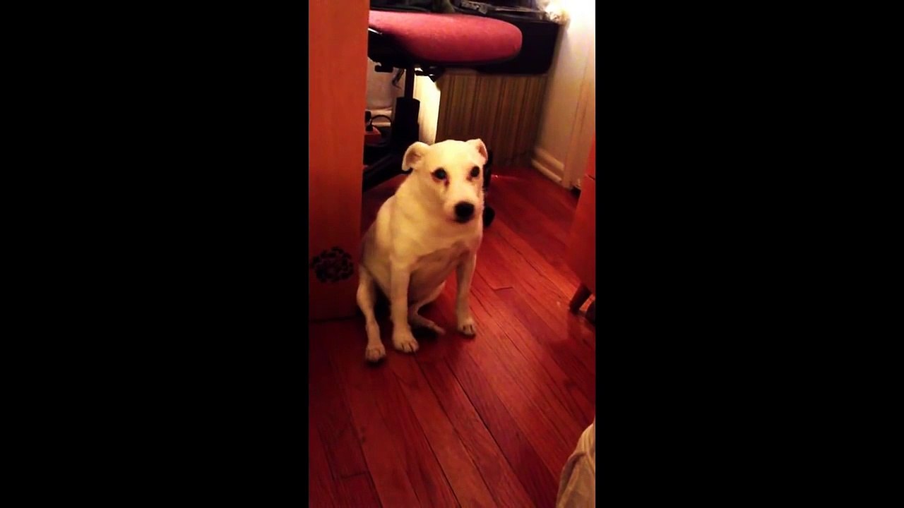 Ce chien essaie de fuir discrètement après avoi...