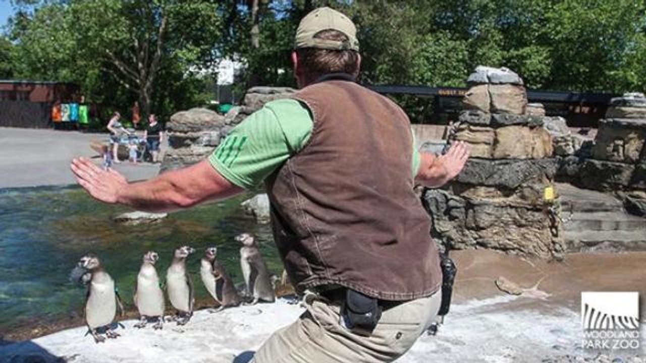 Zookeepers recreate Chris Pratt's 'Jurassic World' raptor-training scene