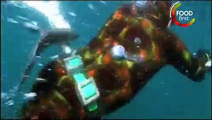 Kill your Meat before you Eat - Sea Bass - Gordon Ramsay