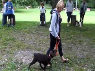 cours chiots au club d'éducation à Bellevue Suisse 2